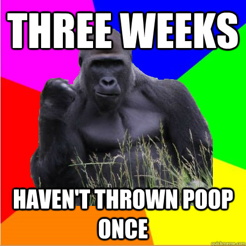 three weeks haven't thrown poop once  Success Gorilla