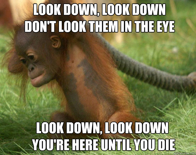 Look down, look down 
Don't look them in the eye Look down, look down
 you're here until you die  - Look down, look down 
Don't look them in the eye Look down, look down
 you're here until you die   Les Misermonkeys
