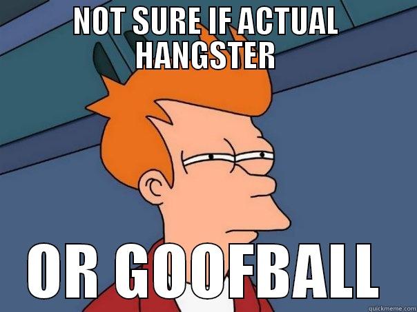 NOT SURE IF ACTUAL HANGSTER OR GOOFBALL Futurama Fry