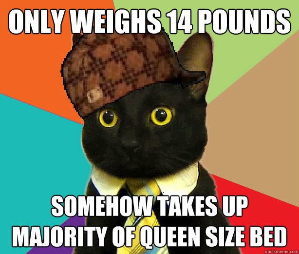 only weighs 14 pounds somehow takes up majority of queen size bed  Scumbag Cat