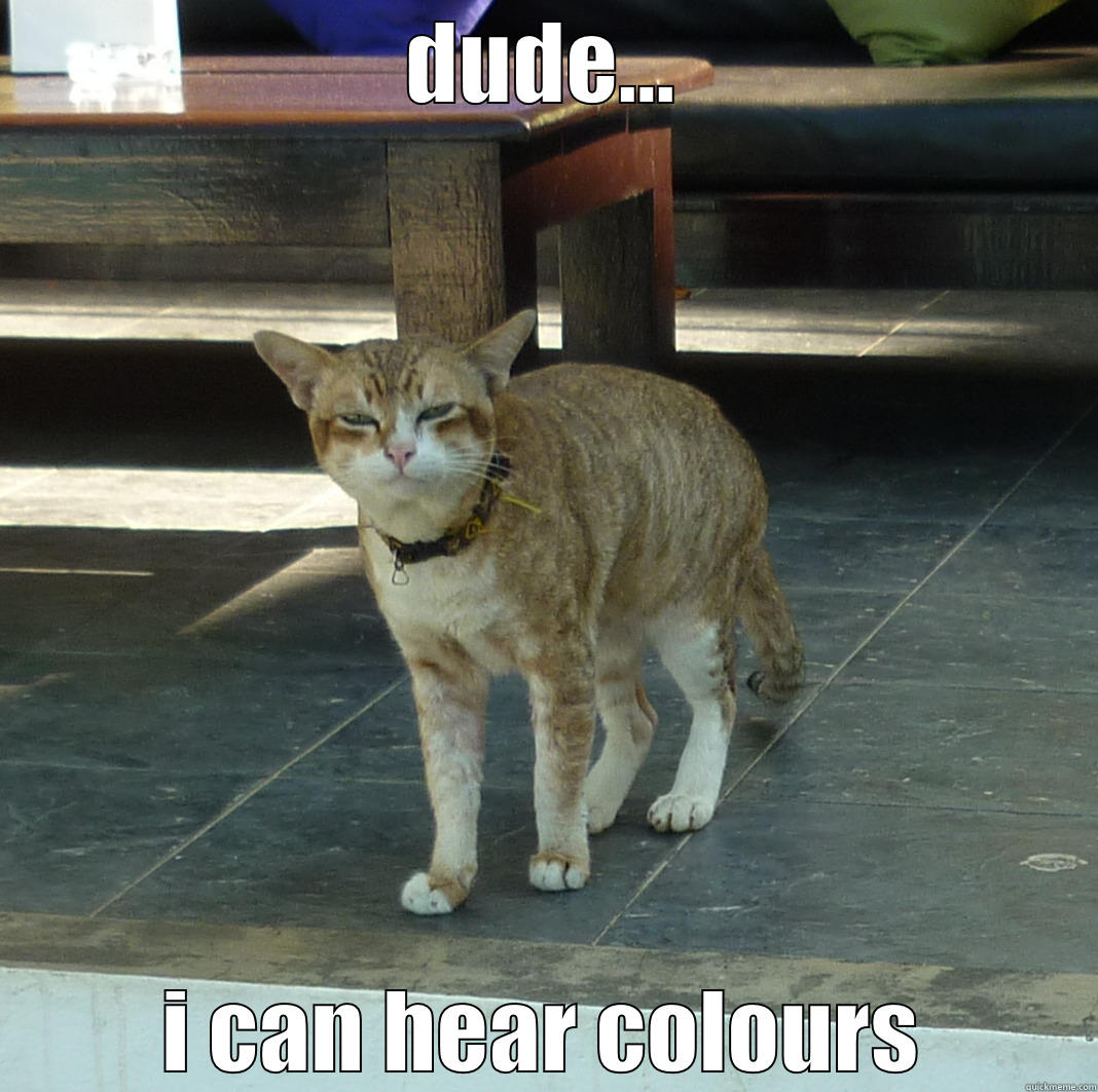Stoned Kitty - DUDE... I CAN HEAR COLOURS Misc