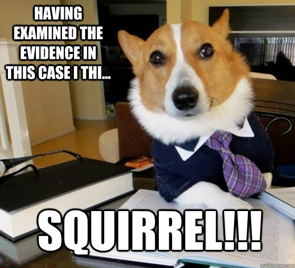 Having examined the evidence in this case I thi... squirrel!!!  Lawyer Dog