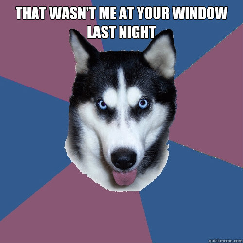That wasn't me at your window last night   Creeper Canine