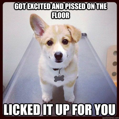 got excited and pissed on the floor licked it up for you  Good Guy Dog