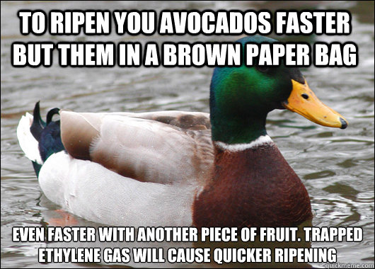 To ripen you avocados faster but them in a brown paper bag even faster with another piece of fruit. Trapped ethylene gas will cause quicker ripening - To ripen you avocados faster but them in a brown paper bag even faster with another piece of fruit. Trapped ethylene gas will cause quicker ripening  Actual Advice Mallard