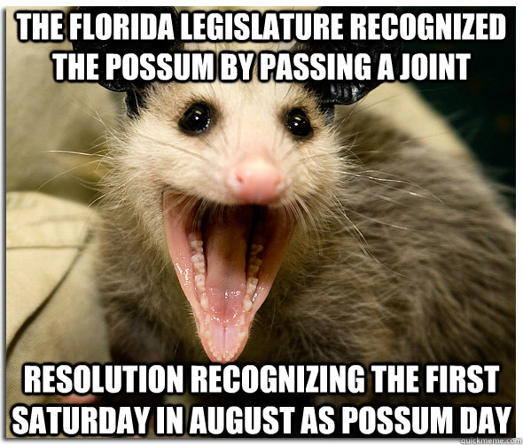 the florida legislature recognized the possum by passing a joint resolution recognizing the first saturday in august as possum day - the florida legislature recognized the possum by passing a joint resolution recognizing the first saturday in august as possum day  Over-Excited Possum