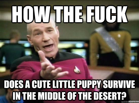 How the fuck does a cute little puppy survive in the middle of the desert?   Annoyed Picard HD