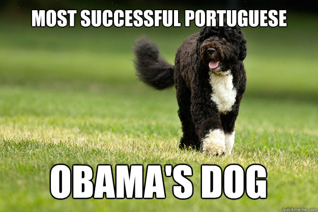 Most Successful portuguese Obama's Dog  Best Successful Portuguese