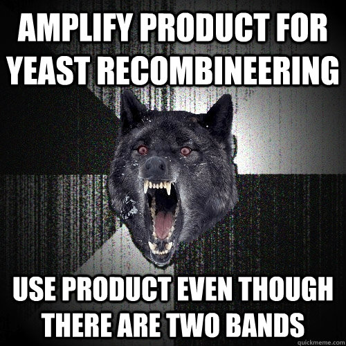 Amplify product for yeast recombineering use product even though there are two bands  Insanity Wolf