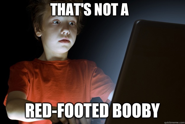 that's not a Red-footed booby  scared first day on the internet kid