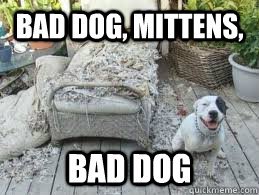 Bad dog, Mittens, Bad dog  Bad Dog Brutus