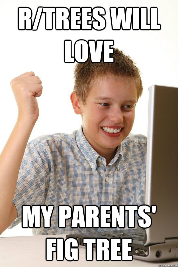 r/trees will love my parents' fig tree - r/trees will love my parents' fig tree  Misc