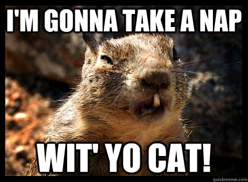 i'm gonna take a nap wit' yo cat!  ugly squirrel