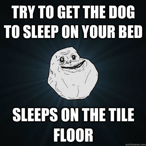 try to get the dog to sleep on your bed sleeps on the tile floor  Forever Alone