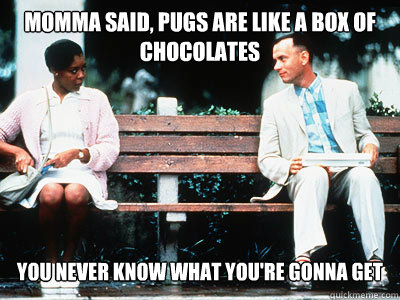 momma said, pugs are like a box of chocolates You never know what you're gonna get  