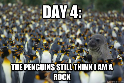 Day 4: The penguins still think I am a rock - Day 4: The penguins still think I am a rock  Misc