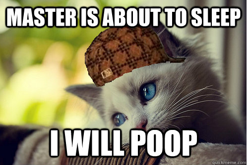 master is about to sleep i will poop  Scumbag Cat