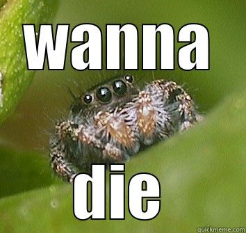 WANNA DIE Misunderstood Spider