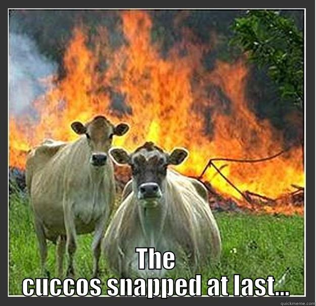  THE CUCCOS SNAPPED AT LAST... Evil cows