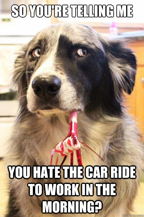 so you're telling me  you hate the car ride to work in the morning?  Skeptical Dog