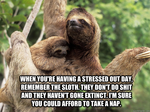 When you're having a stressed out day, remember the sloth. They don't do shit and they haven't gone extinct. I'm sure you could afford to take a nap.  Stress Solutions
