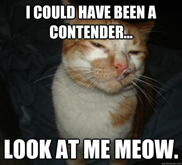 I could have been a contender... Look at me meow.  Cool Cat Craig