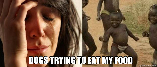  Dogs trying to eat my food  First World Problems  Third World Success