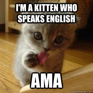 I'm a kitten who speaks english AMA - I'm a kitten who speaks english AMA  Misc