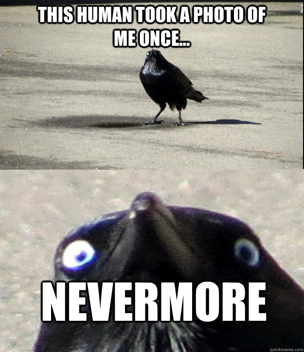 This human took a photo of me once... NEVERMORE - This human took a photo of me once... NEVERMORE  Misc