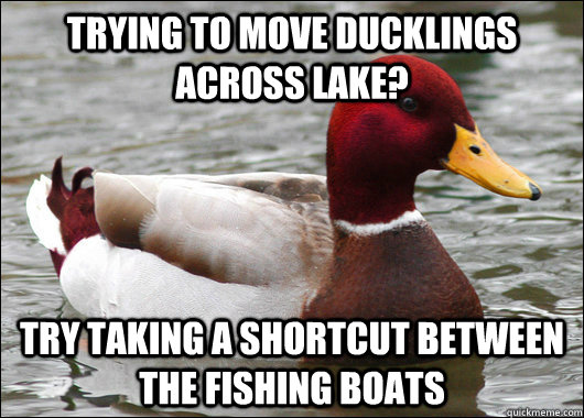 Trying to move ducklings across lake? try taking a shortcut between the fishing boats  Malicious Advice Mallard