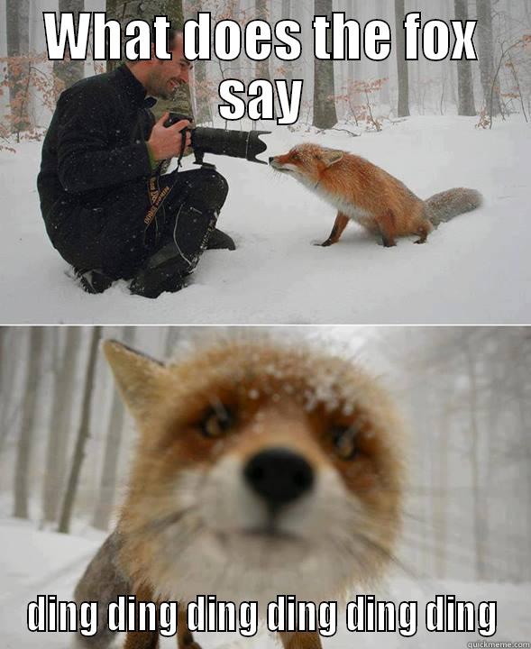 WHAT DOES THE FOX SAY DING DING DING DING DING DING Misc