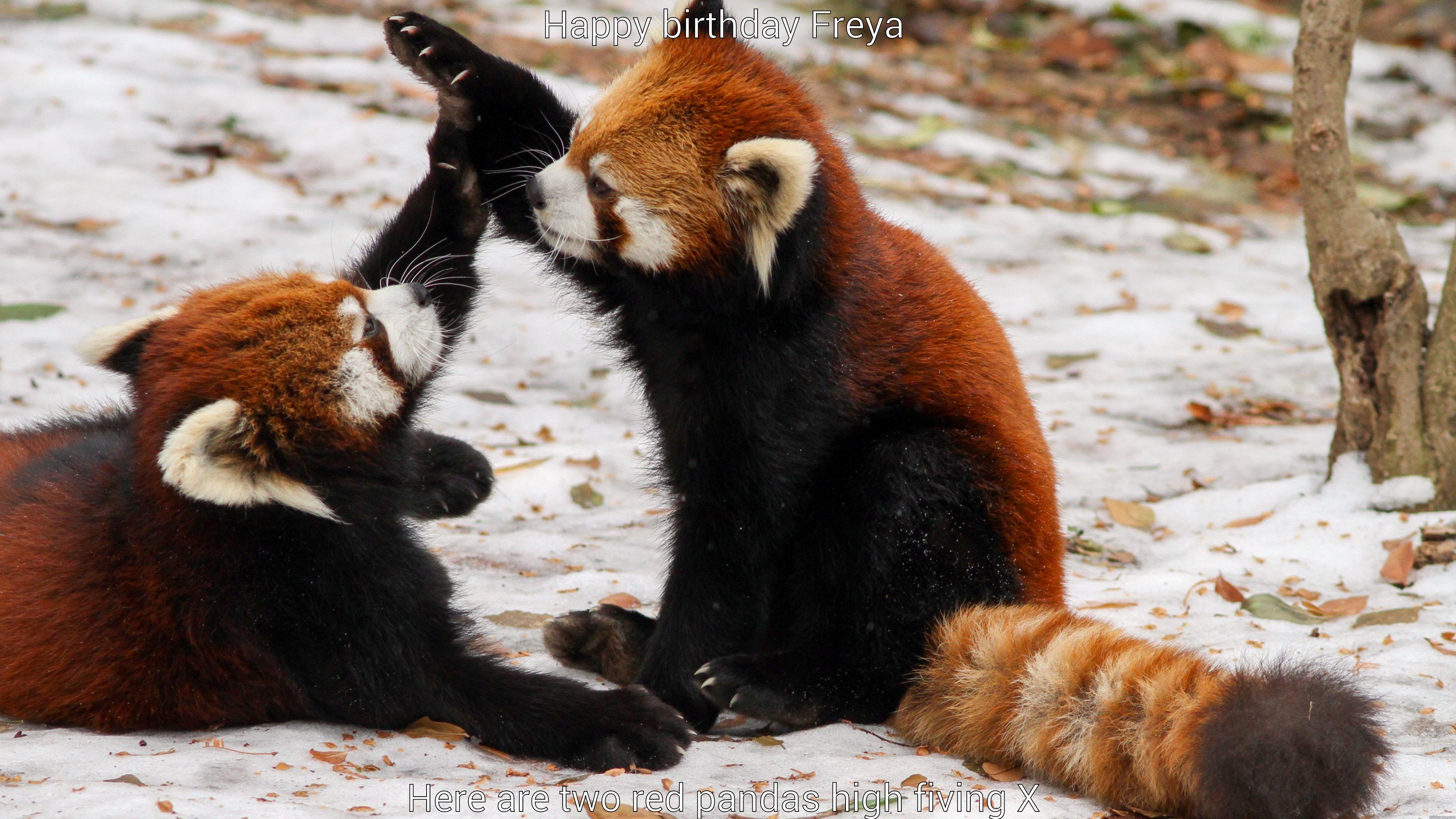 HAPPY BIRTHDAY FREYA HERE ARE TWO RED PANDAS HIGH FIVING X Misc