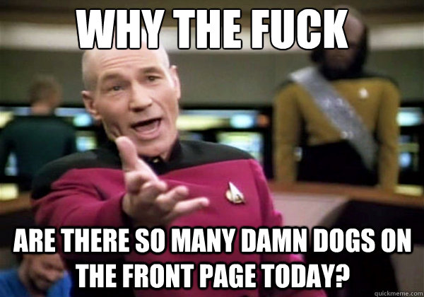 why the fuck are there so many damn dogs on the front page today?  Why The Fuck Picard