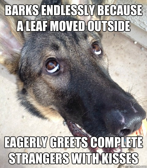 barks endlessly because a leaf moved outside eagerly greets complete strangers with kisses  