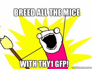 Breed All the mice with thy1 gfp!  All The Things