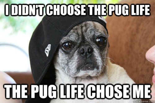 I didn't choose the pug life The pug life chose me  Pug Life