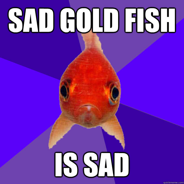 Sad gold fish is sad.