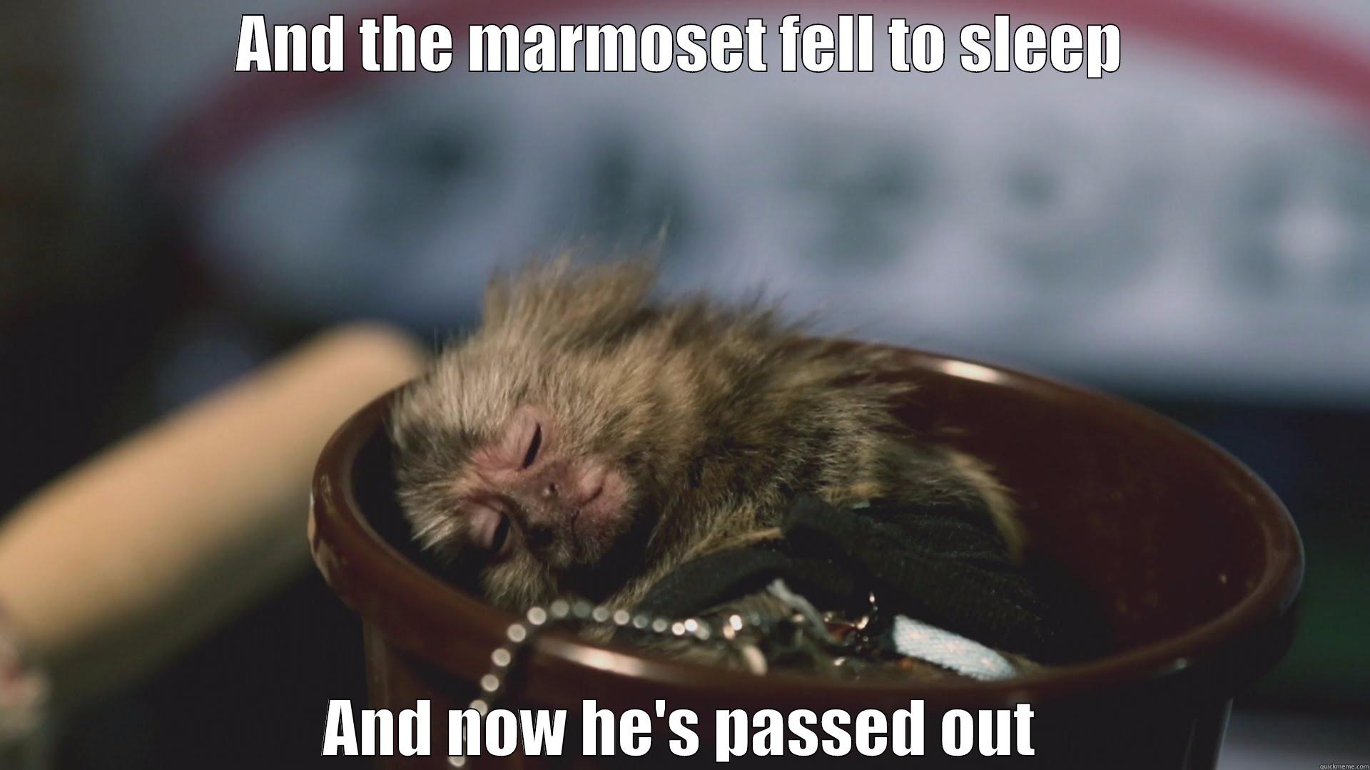 AND THE MARMOSET FELL TO SLEEP AND NOW HE'S PASSED OUT Misc