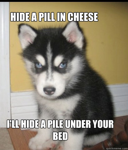 hide a pill in cheese i'll hide a pile under your bed - hide a pill in cheese i'll hide a pile under your bed  Evil cutness