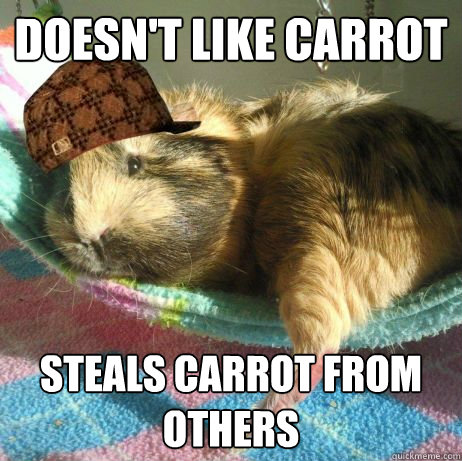 doesn't like carrot steals carrot from others - doesn't like carrot steals carrot from others  Scumbag Guinea Pig