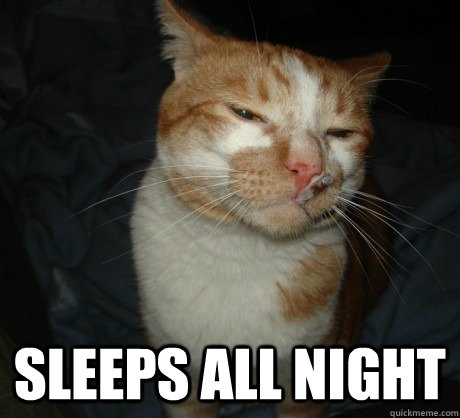 Sleeps all night -  Sleeps all night  Good Cat Greg