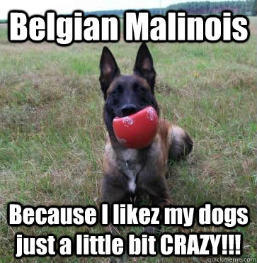 Belgian Malinois Because I likez my dogs just a little bit CRAZY!!!  CRAZYmAL