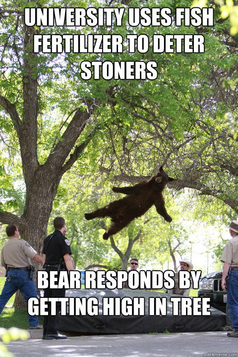 University uses fish fertilizer to deter stoners Bear responds by getting high in tree - University uses fish fertilizer to deter stoners Bear responds by getting high in tree  Boulder Bear