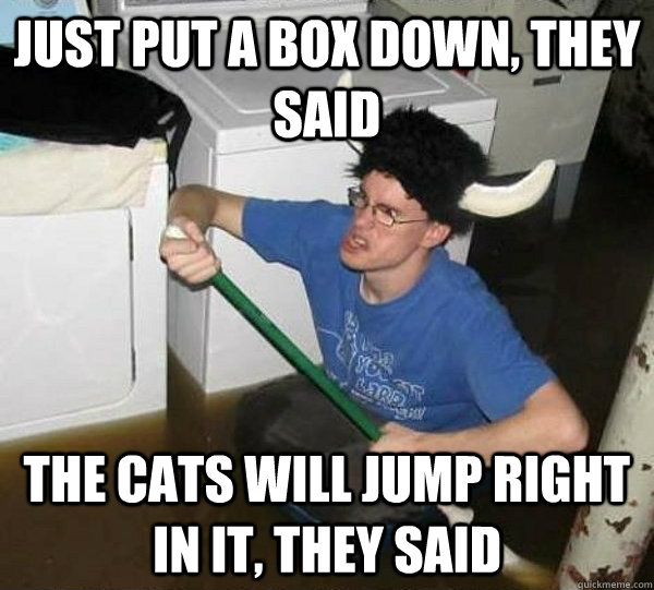 Just put a box down, they said The cats will jump right in it, they said  They said