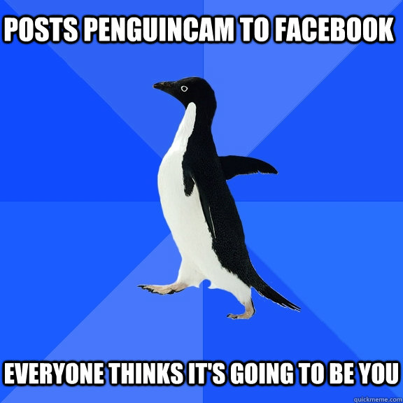 Posts penguincam to facebook   Everyone thinks it's going to be you  Socially Awkward Penguin