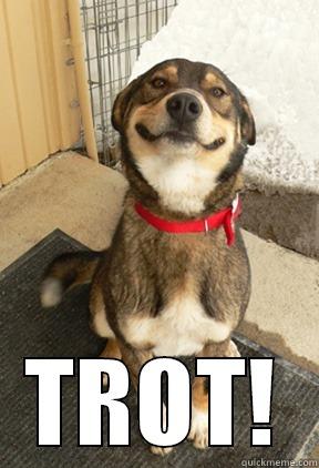  TROT! Good Dog Greg