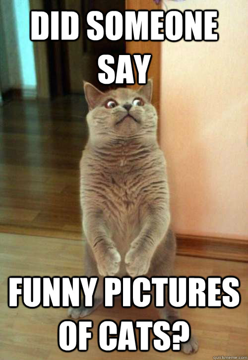 Did someone say funny pictures of cats?  Horrorcat