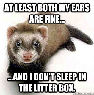 At least both my ears are fine... ...and i don't sleep in the litter box. - At least both my ears are fine... ...and i don't sleep in the litter box.  Logical Fallacy Ferret