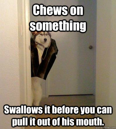Chews on something Swallows it before you can pull it out of his mouth. - Chews on something Swallows it before you can pull it out of his mouth.  Scumbag dog