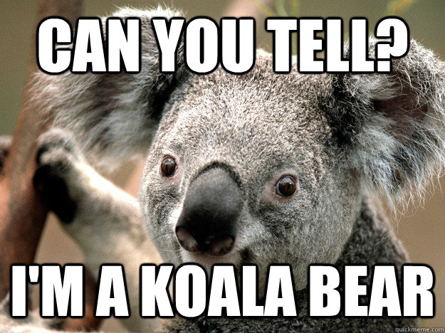 can you tell? I'm a koala bear - can you tell? I'm a koala bear  Misc